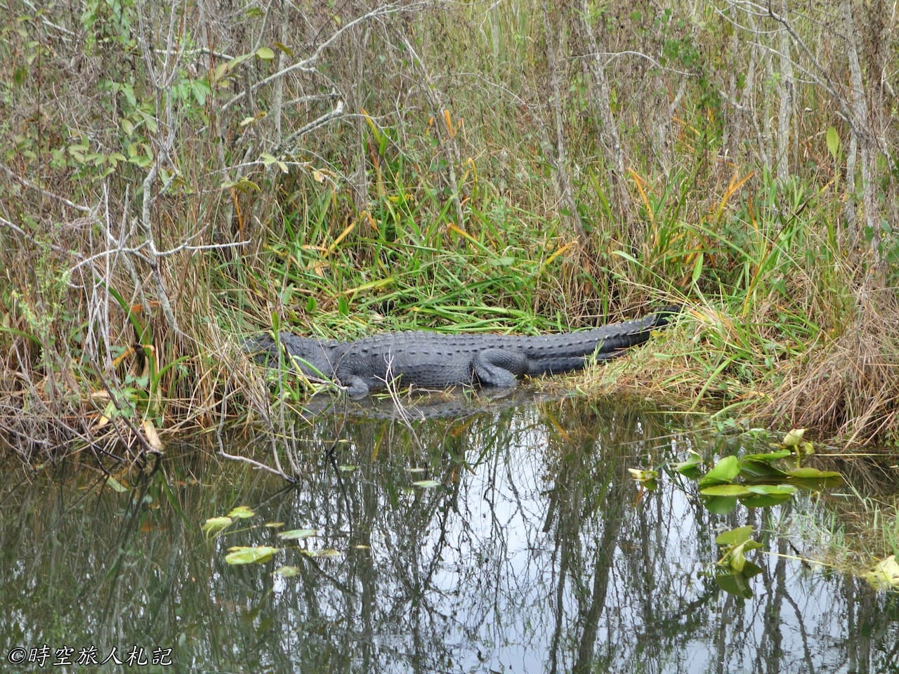 大沼澤地國家公園,Shark Valley,Gulf coast,Everglades national park,沼澤生態 3