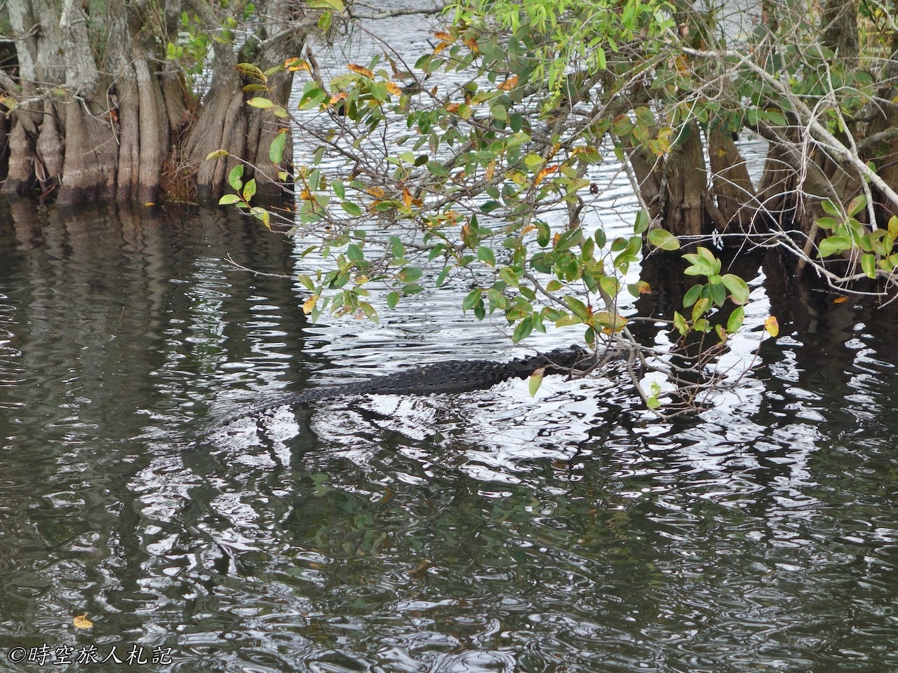 Everglades national park,大沼澤地國家公園 4