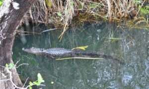 大沼澤地國家公園Everglades National Park