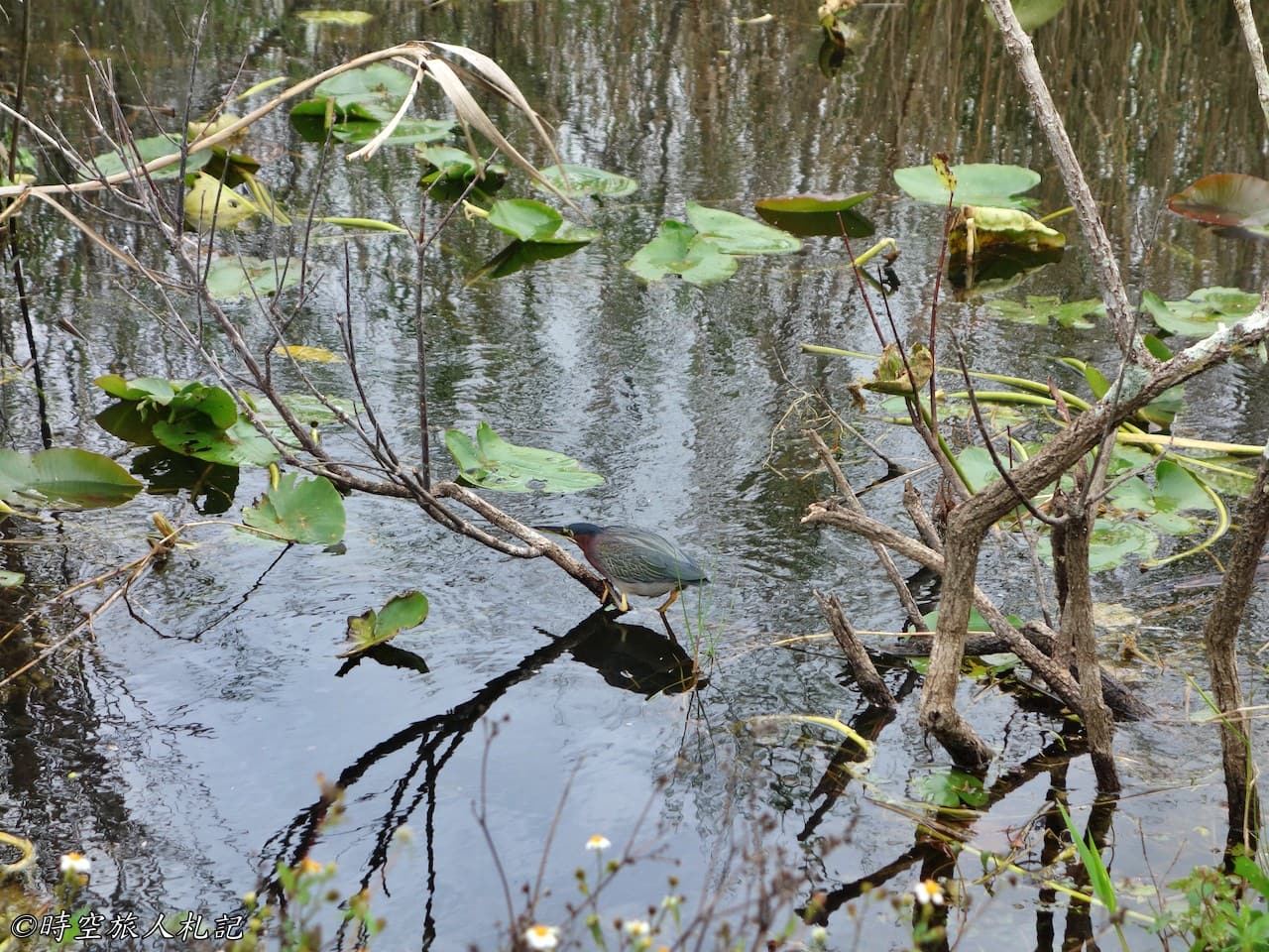 Everglades national park,大沼澤地國家公園 6