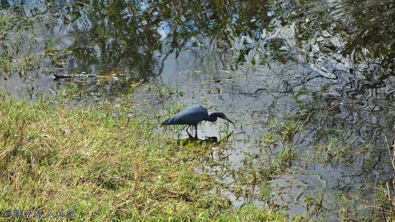 Everglades national park,大沼澤地國家公園 25