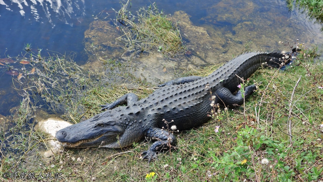 Everglades national park,大沼澤地國家公園 27