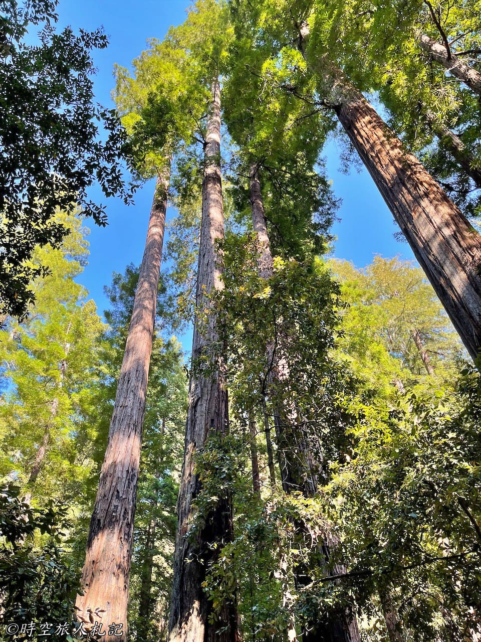 Portola redwood state park,Portola redwood 露營,Tiptoe falls 16