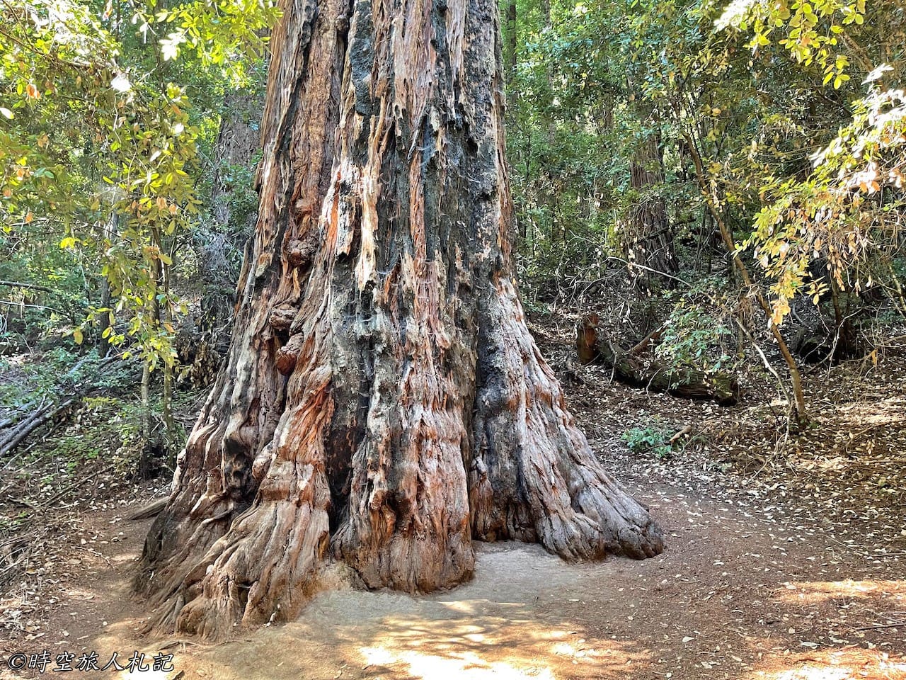 Portola redwood state park 17