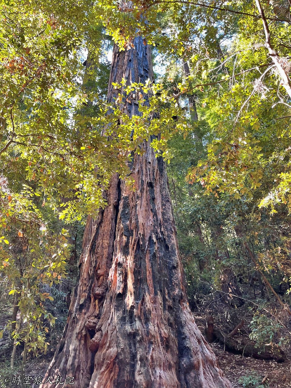 Portola redwood state park,Portola redwood campground,Tiptoe falls 20