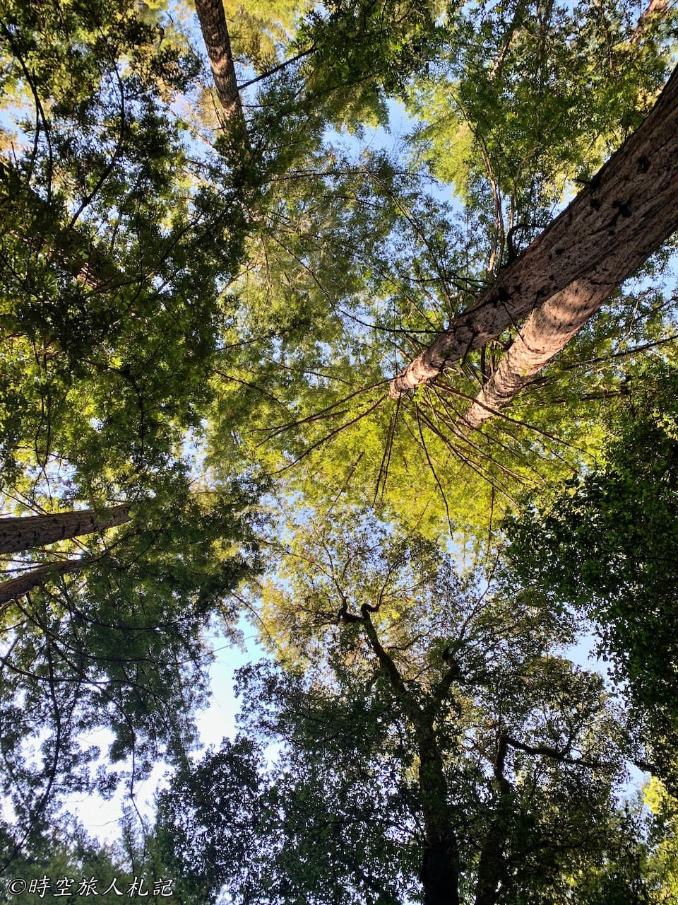 Portola redwood state park,Portola redwood 露營,Tiptoe falls 9