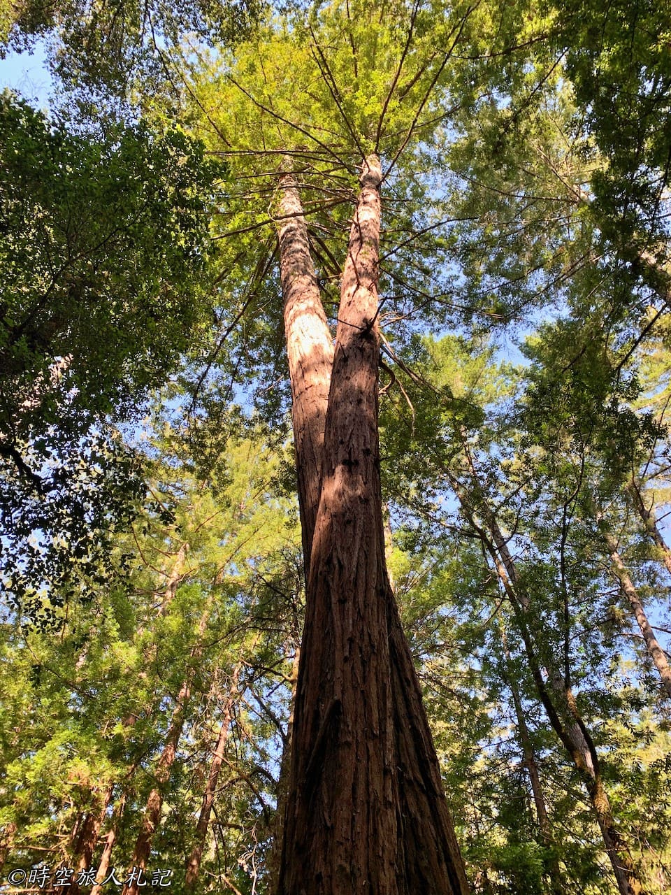 Portola redwood state park 10