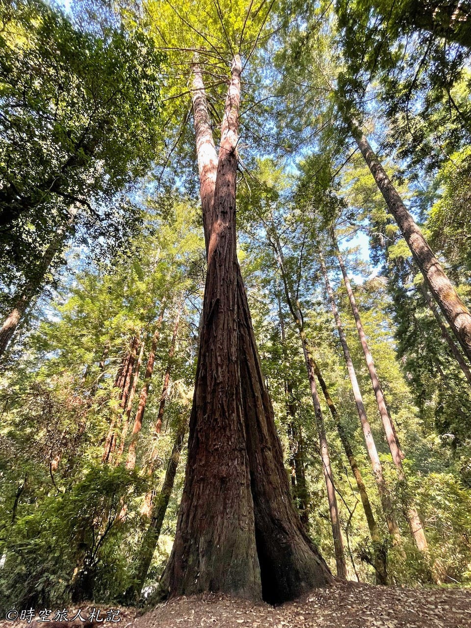 Portola redwood state park 9