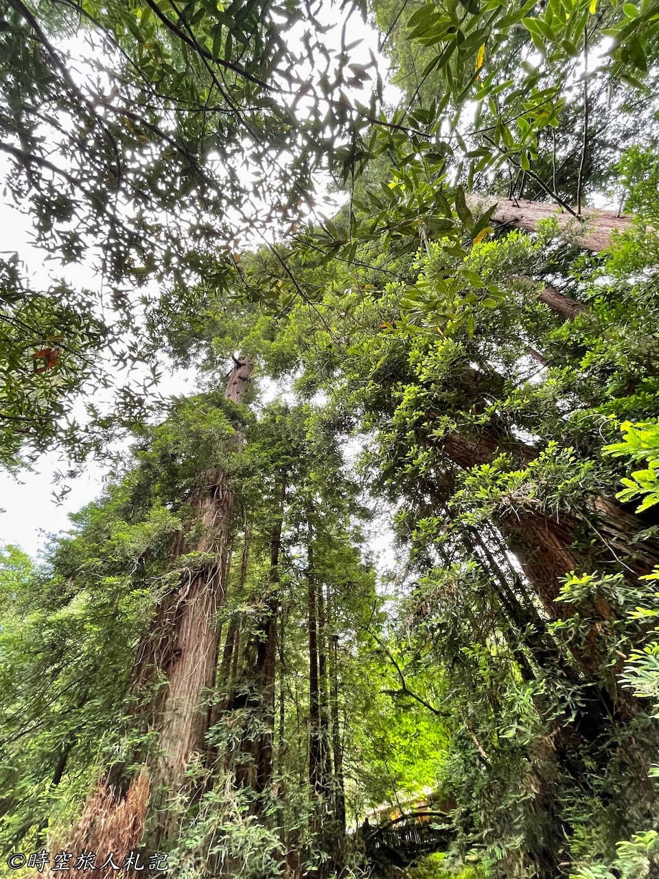 Muir Woods,舊金山景點 4