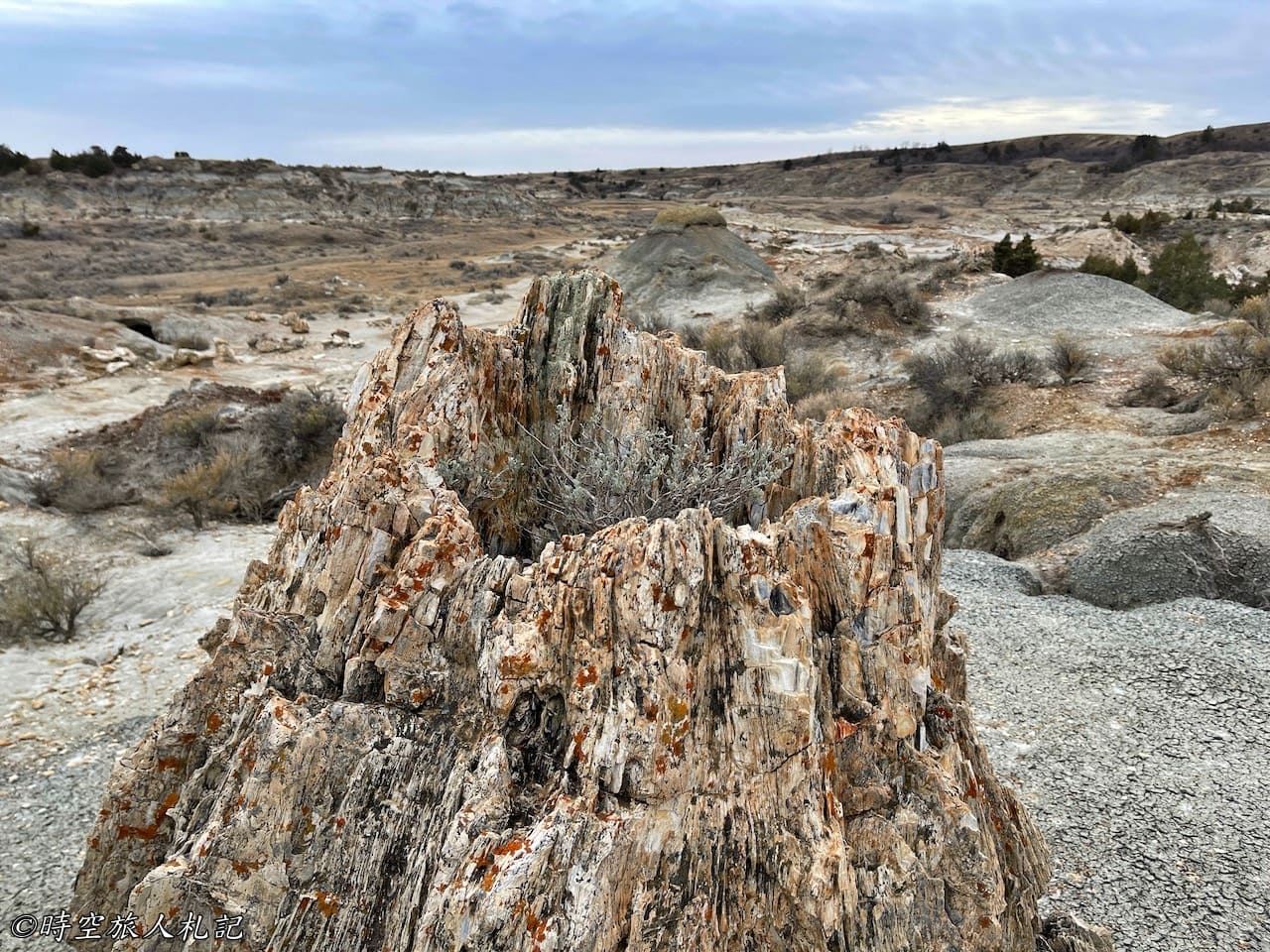 Theodore roosevelt national park petrified forest 羅斯福國家公園石化林