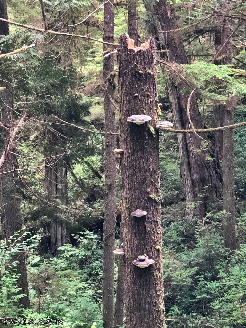Olympic national park,奧林匹克國家公園 40