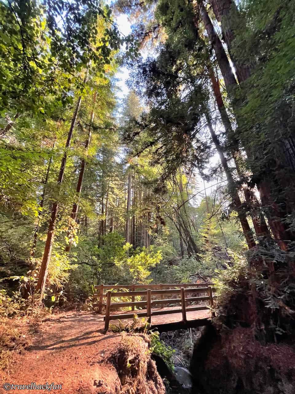 Henry Cowell Redwoods State Park 5