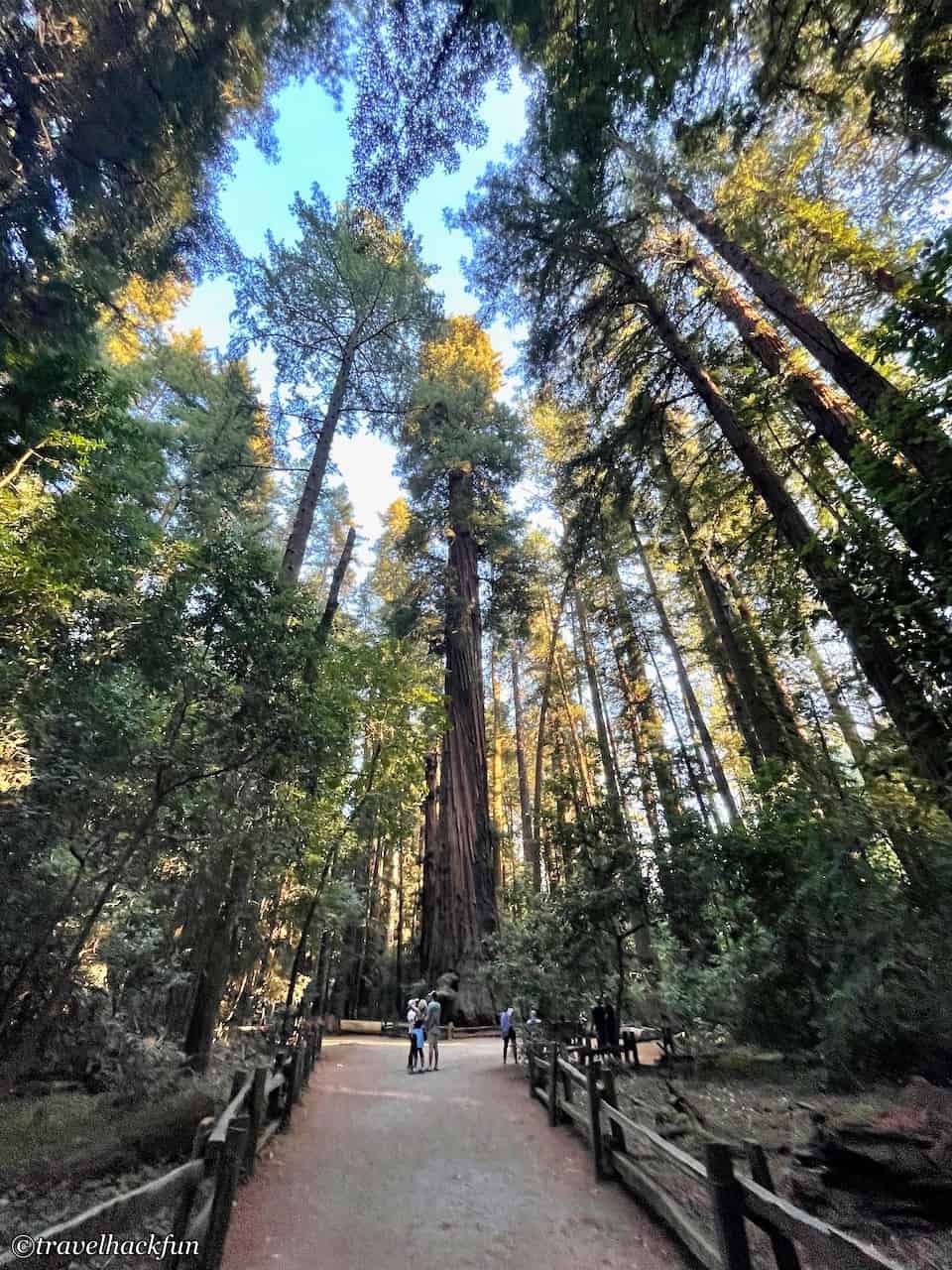 Henry Cowell Redwoods State Park 18