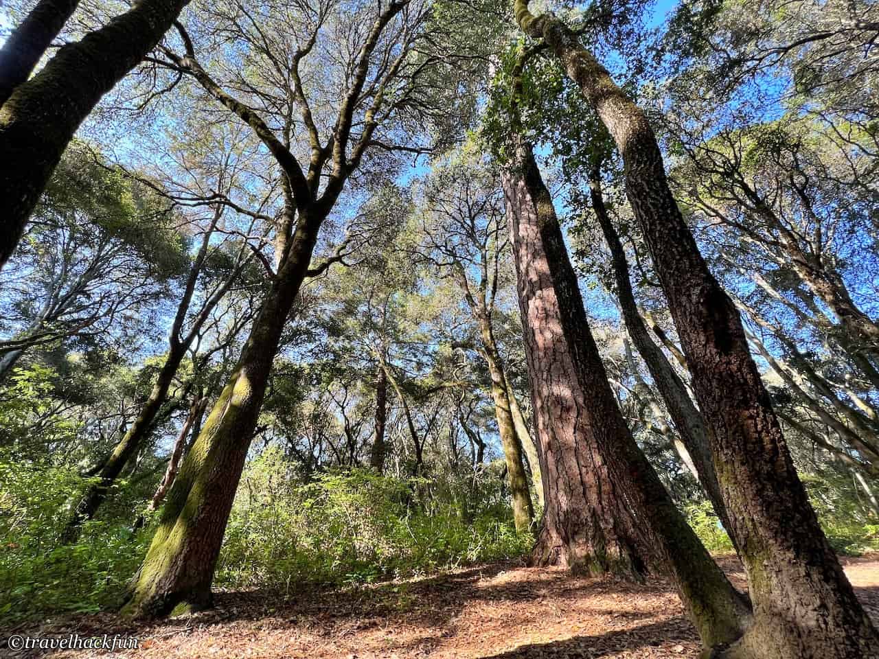 Henry Cowell Redwoods State Park 2