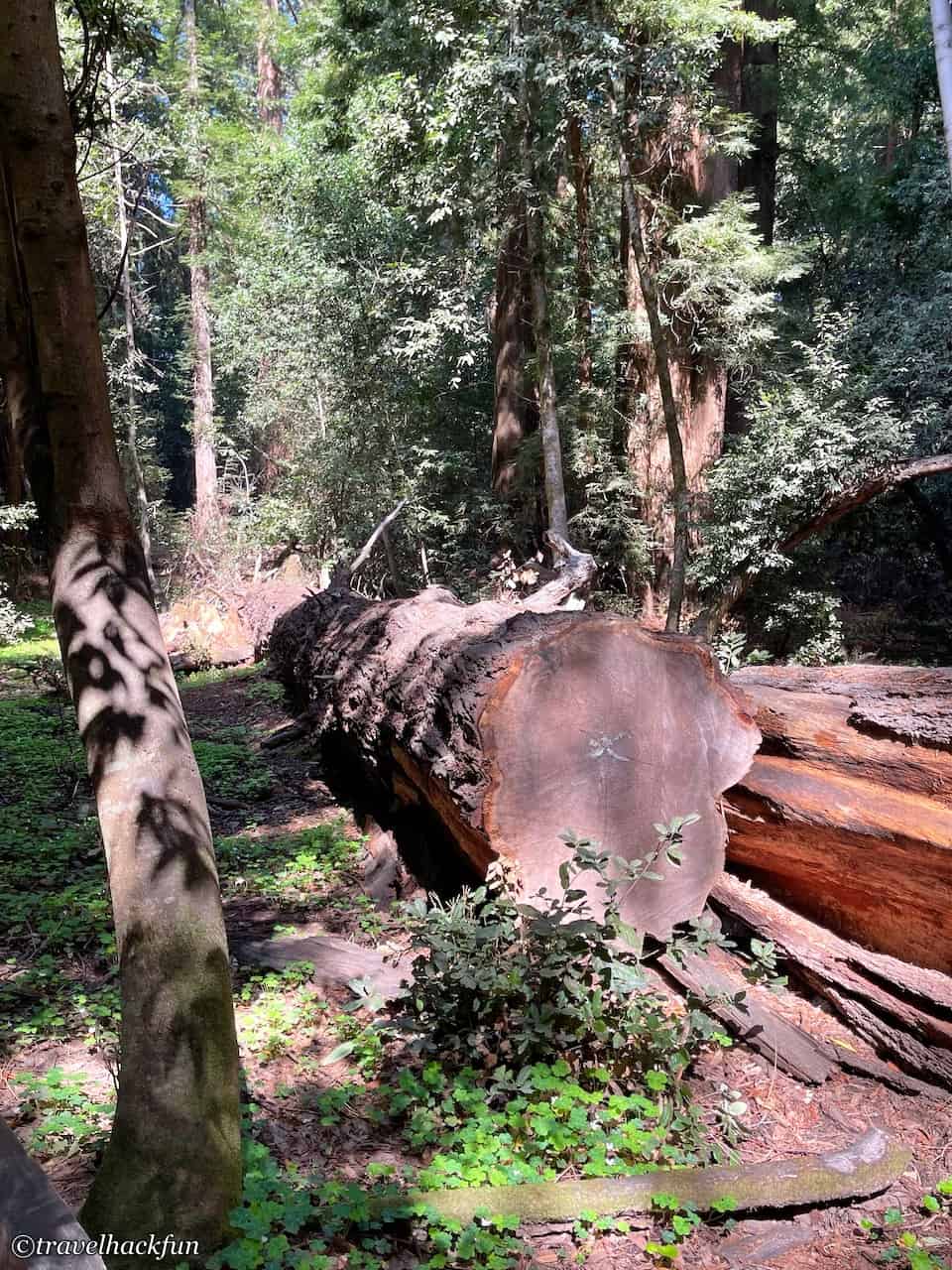Henry Cowell Redwoods State Park 22