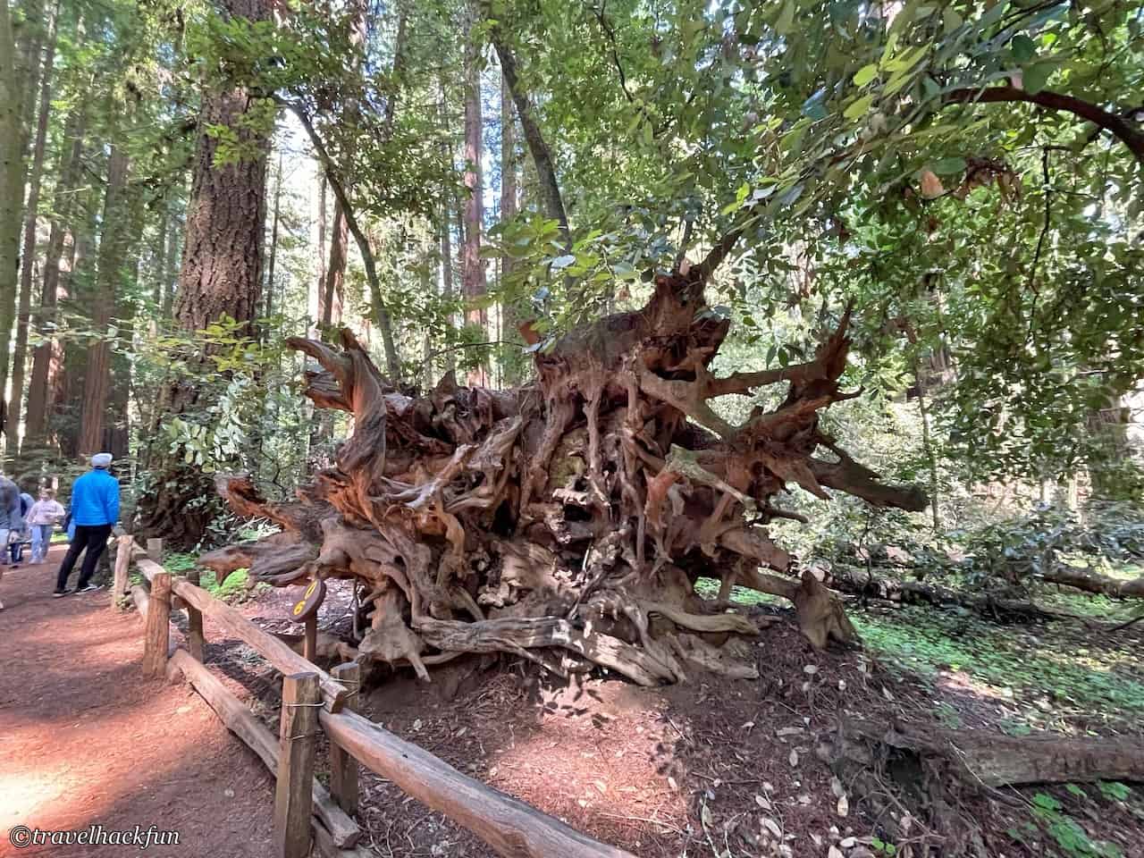 Henry Cowell Redwoods State Park 28