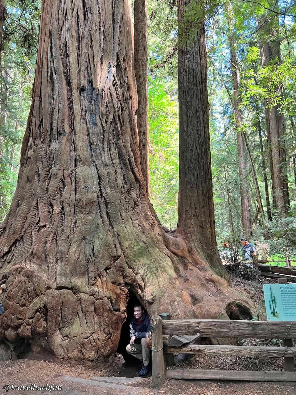 Henry Cowell Redwoods State Park 20