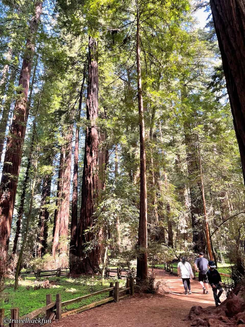 Henry Cowell Redwoods State Park 24
