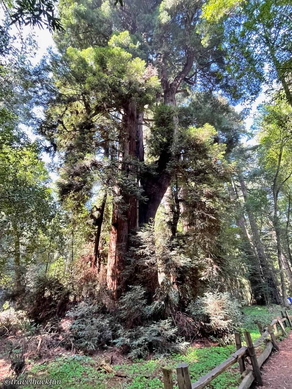 Henry Cowell Redwoods State Park 25