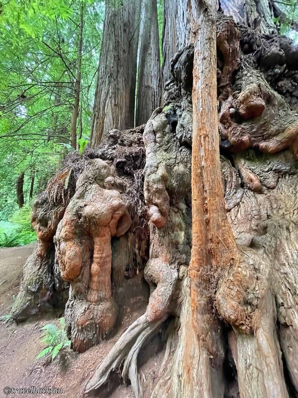 Redwood national park, Redwood National Park 6