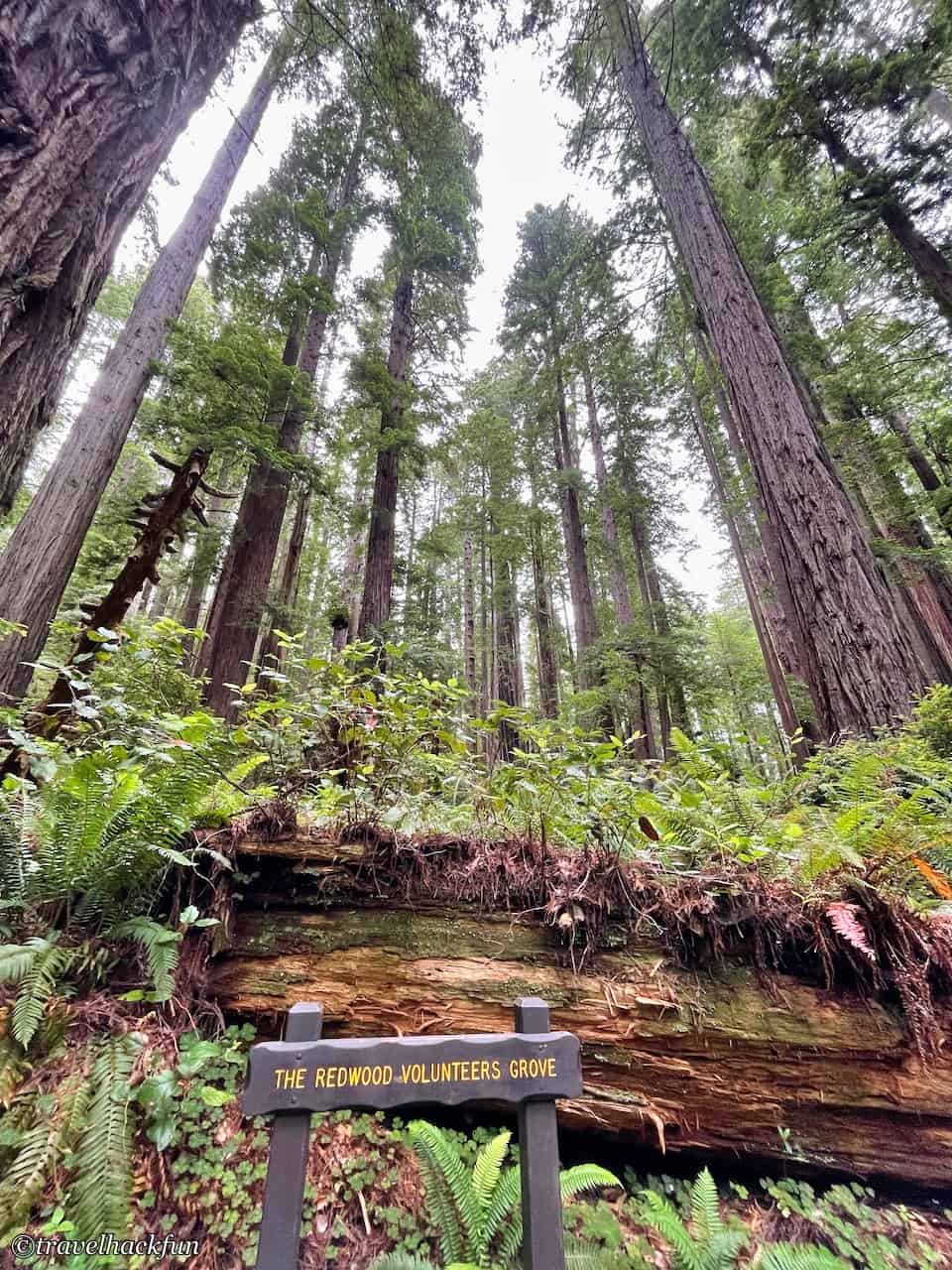 Redwood national park,紅木國家公園 4