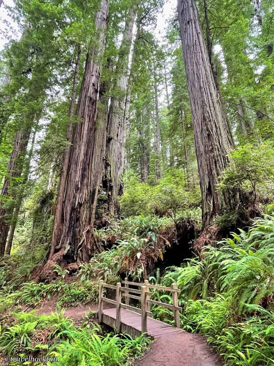 Redwood national park,紅木國家公園 5