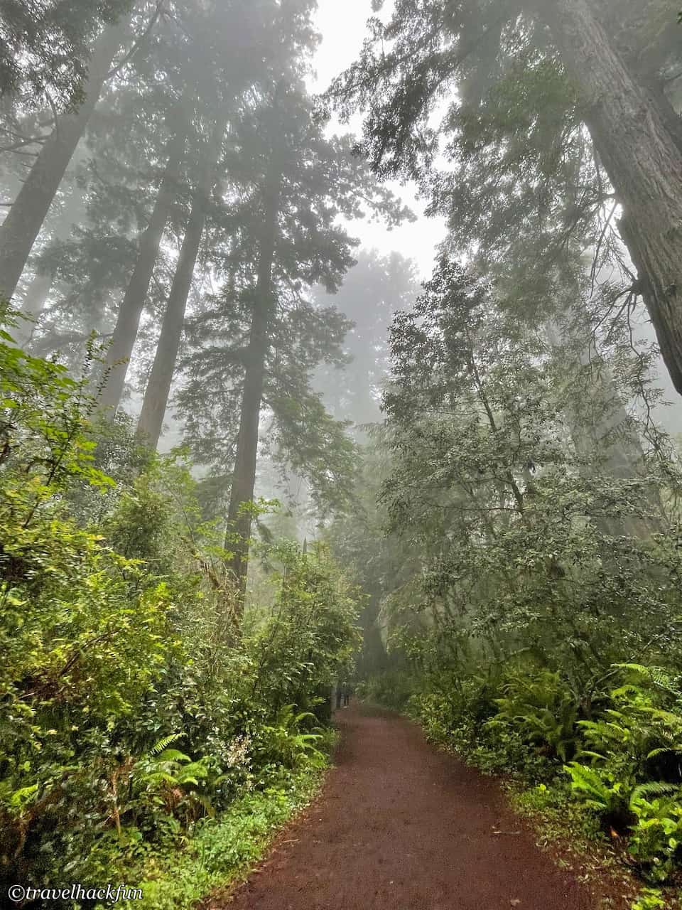 Redwood national park, Redwood National Park 19