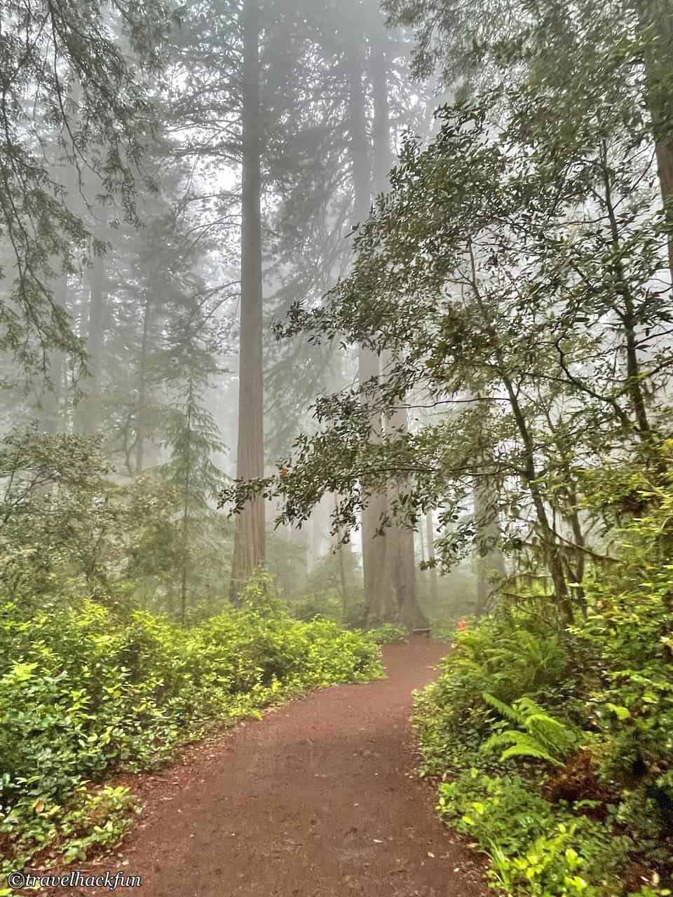 Redwood national park,紅木國家公園 17