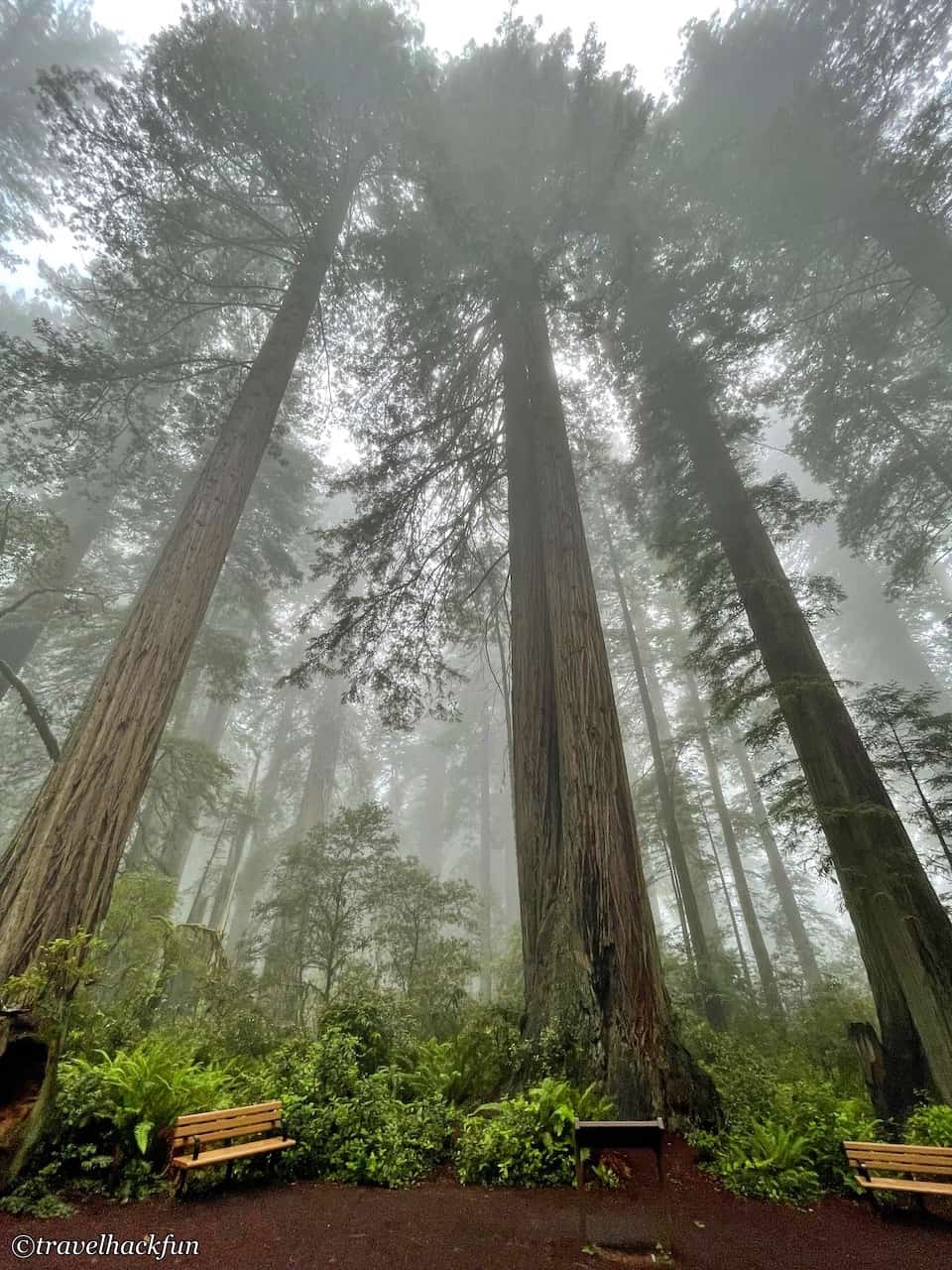 Redwood national park,紅木國家公園 23