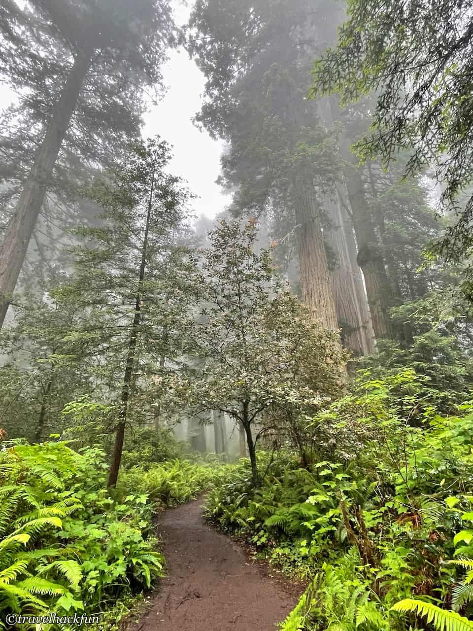 Redwood national park,紅木國家公園 21