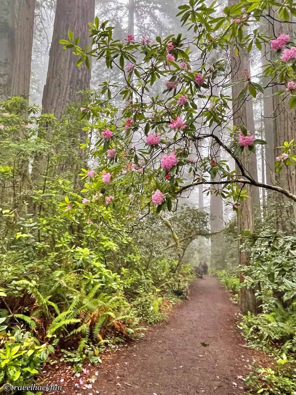 Redwood national park,紅木國家公園 22