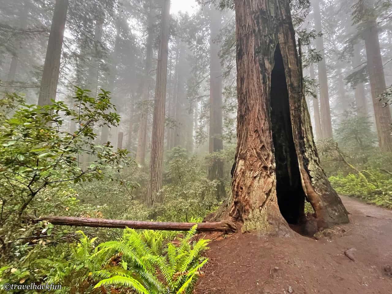 Redwood national park,紅木國家公園 29