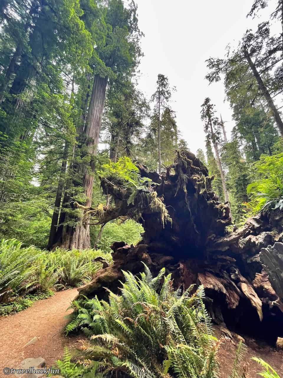 Jedediah Smith Redwoods State Park,Hiouchi 3