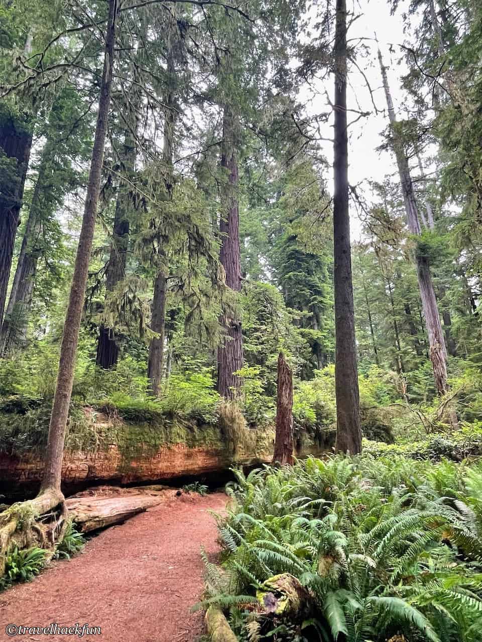 Hiouchi - Jedediah Smith Redwoods State Park