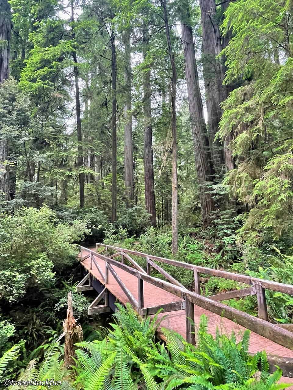 Jedediah Smith Redwoods State Park,Hiouchi 10