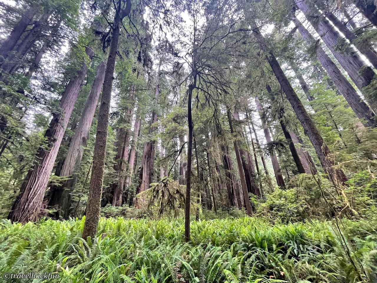 Jedediah Smith Redwoods State Park,Hiouchi 16