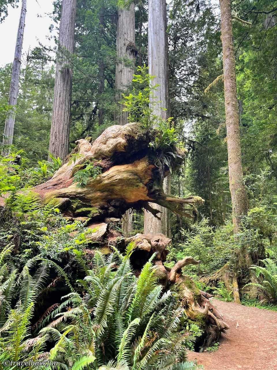 Jedediah Smith Redwoods State Park,Hiouchi 15