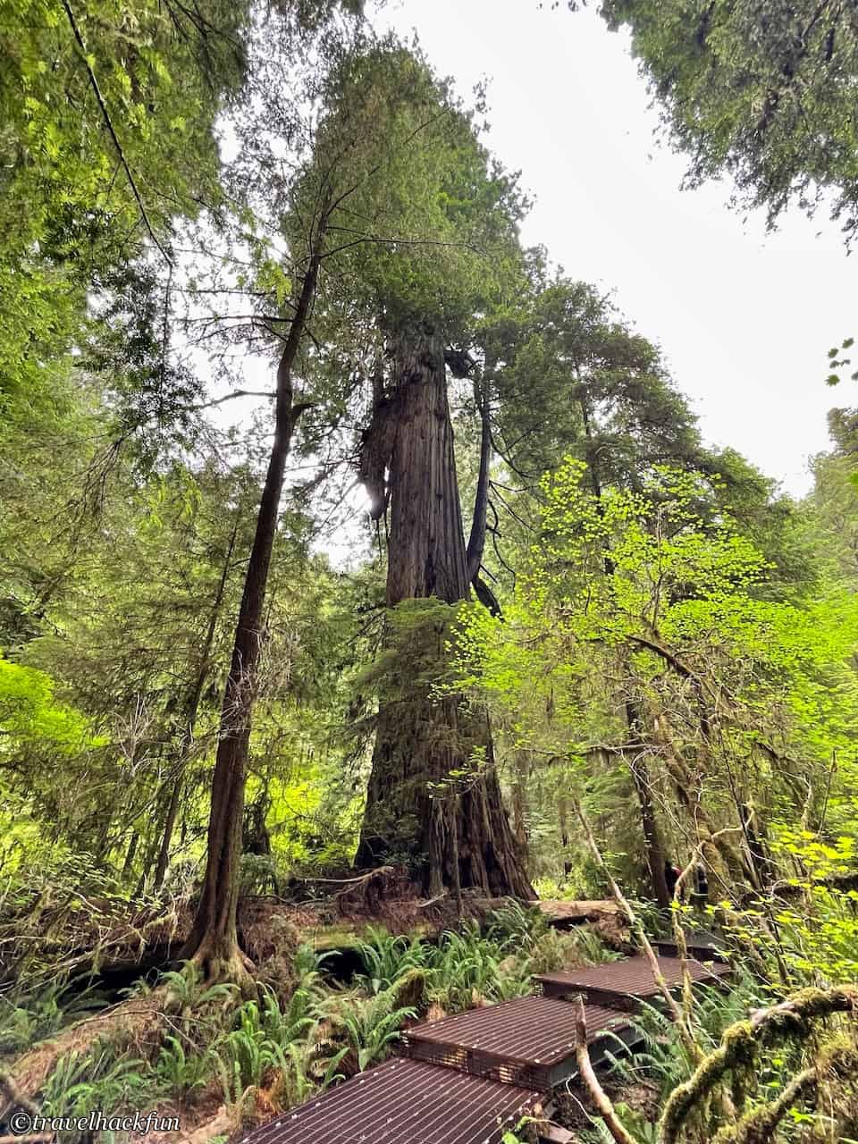 Jedediah Smith Redwoods State Park,Hiouchi 39