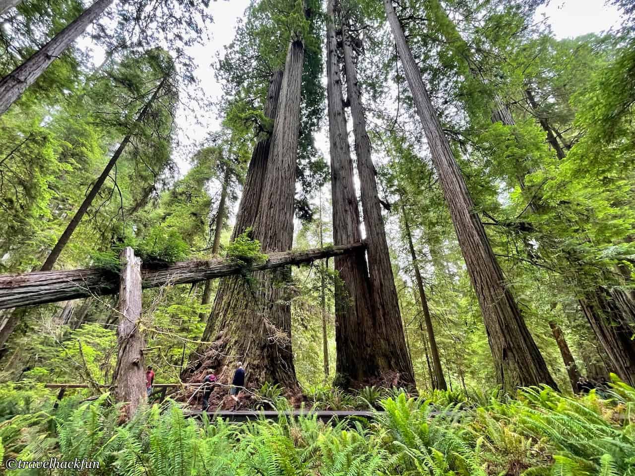 Jedediah Smith Redwoods State Park,Hiouchi 43