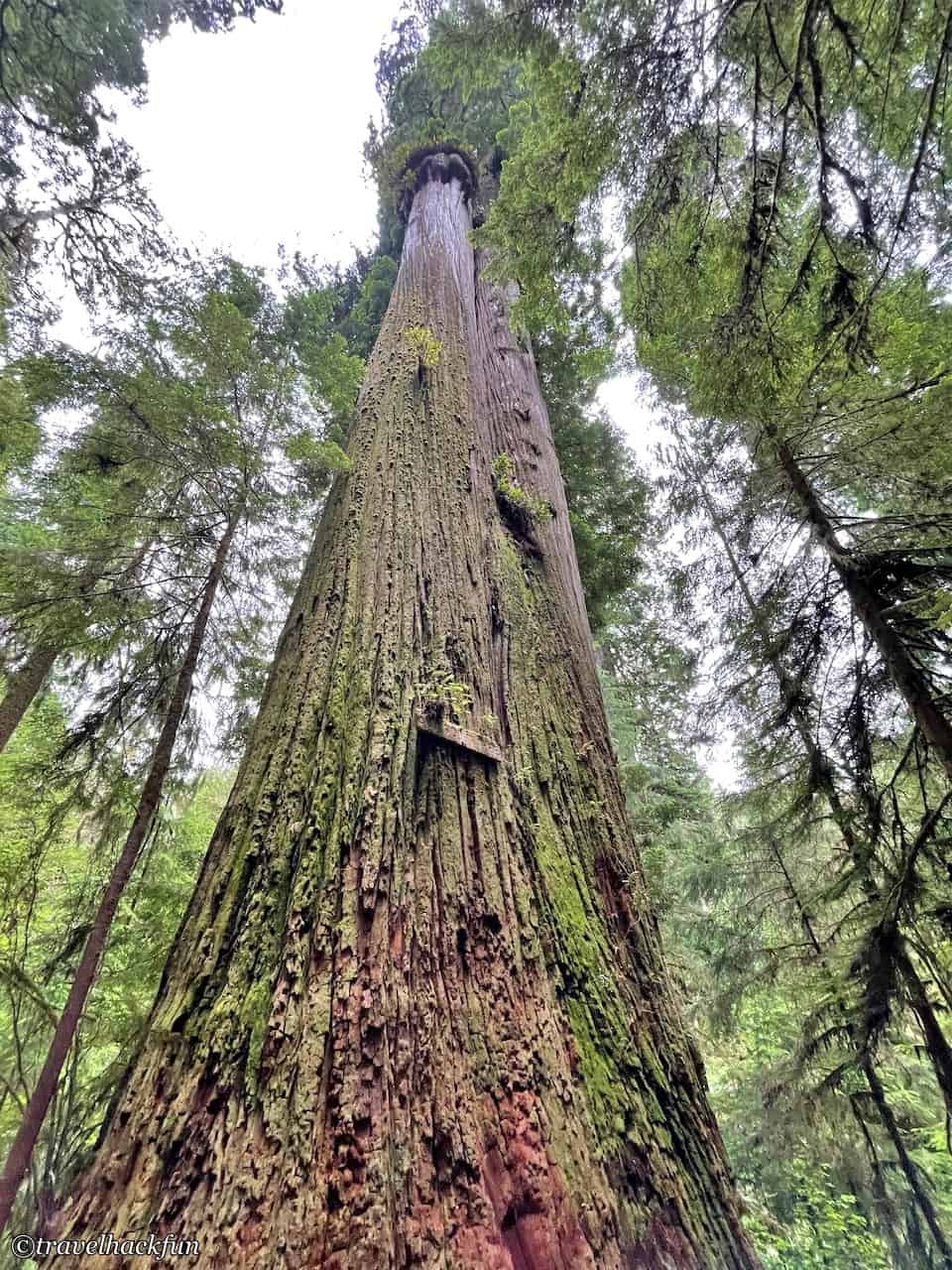 Jedediah Smith Redwoods State Park,Hiouchi 57