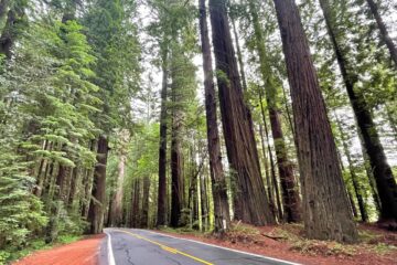 Humboldt Redwoods State Park Avenue of Giants