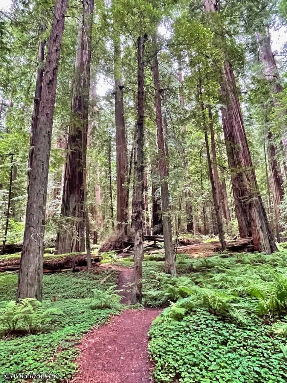 Humboldt Redwoods State Park,Avenue of the giants 18