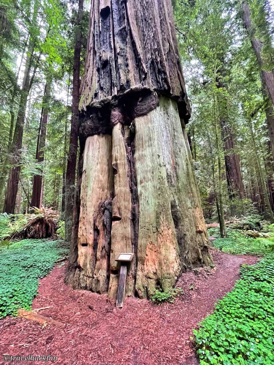 Humboldt Redwoods State Park,Avenue of the giants 22