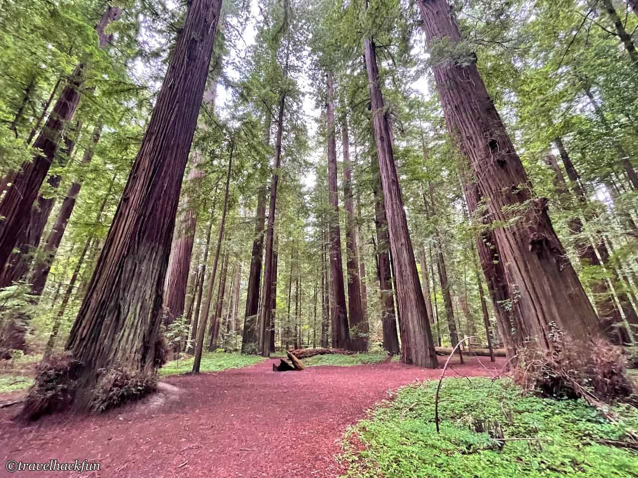 Humboldt Redwoods State Park,Avenue of the giants 17
