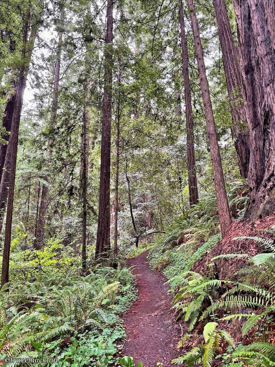 Humboldt Redwoods State Park,Avenue of the giants 24