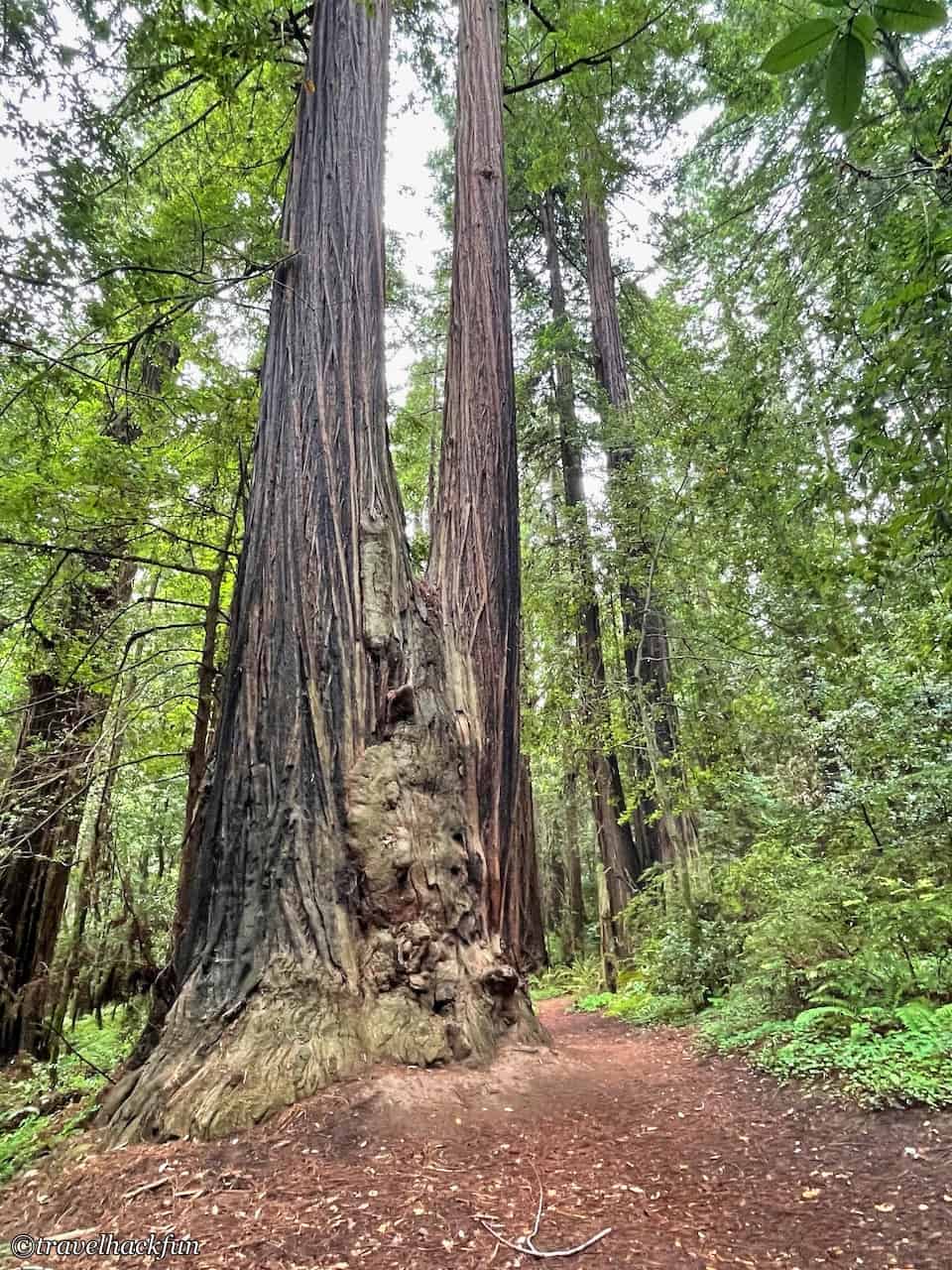 Humboldt Redwoods State Park,Avenue of the giants 25