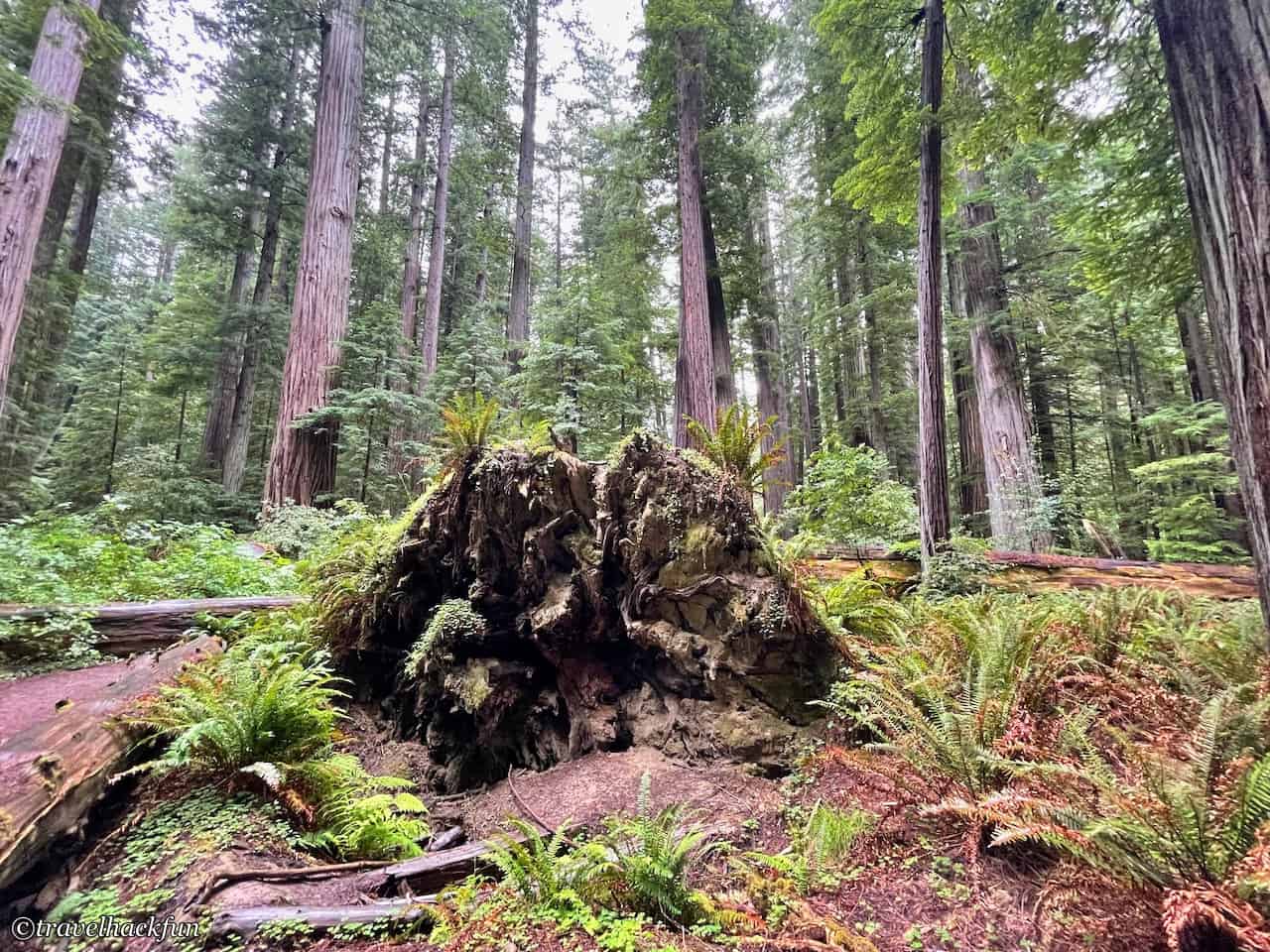 Humboldt Redwoods State Park,Avenue of the giants 29