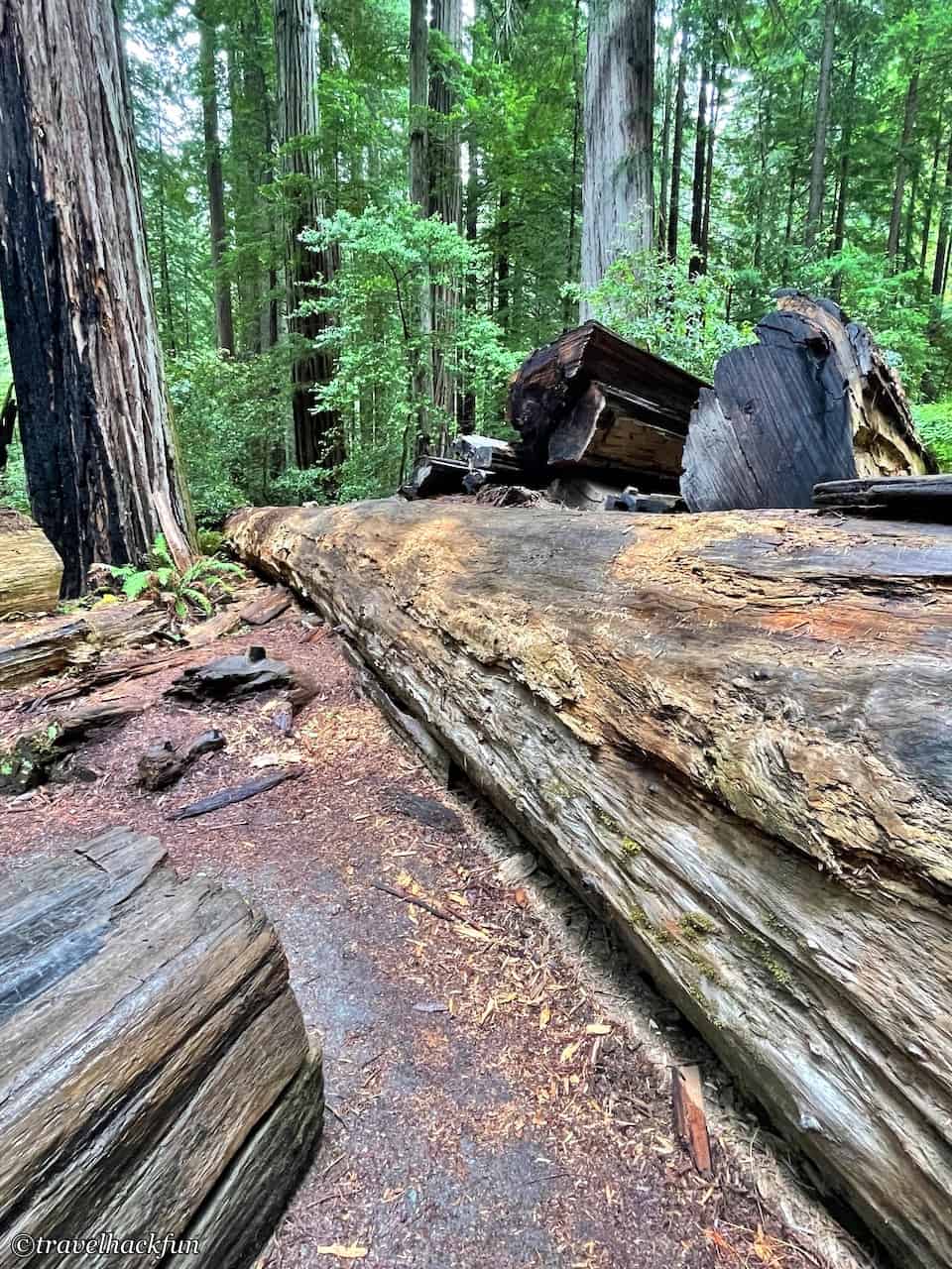 Humboldt Redwoods State Park,Avenue of the giants 31