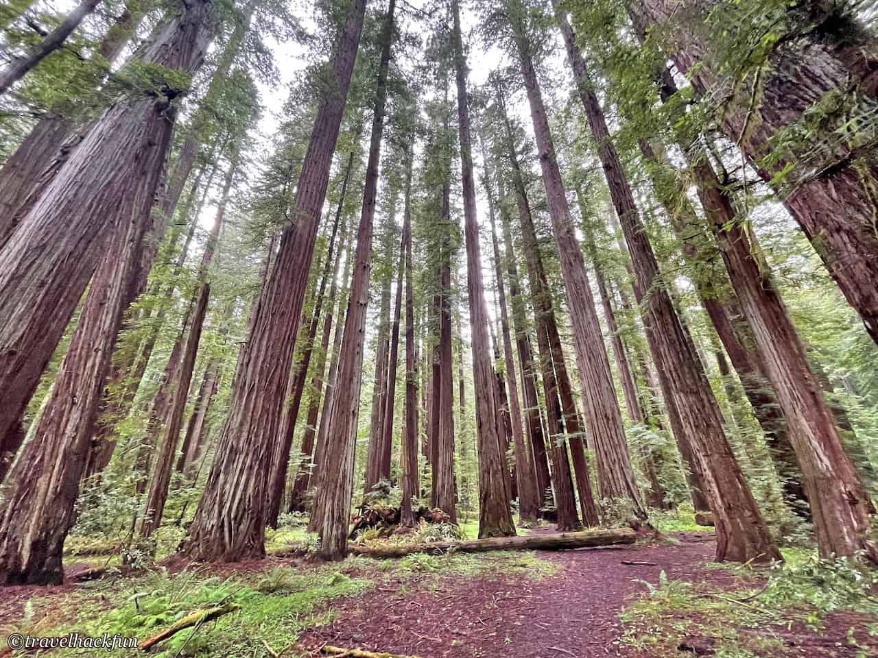 Humboldt Redwoods State Park,Avenue of the giants 32