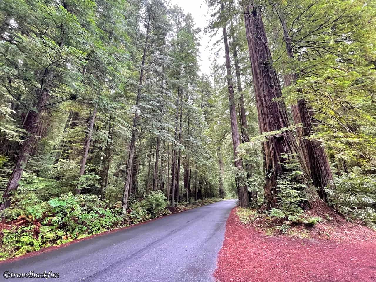 Humboldt Redwoods State Park,Avenue of the giants 33